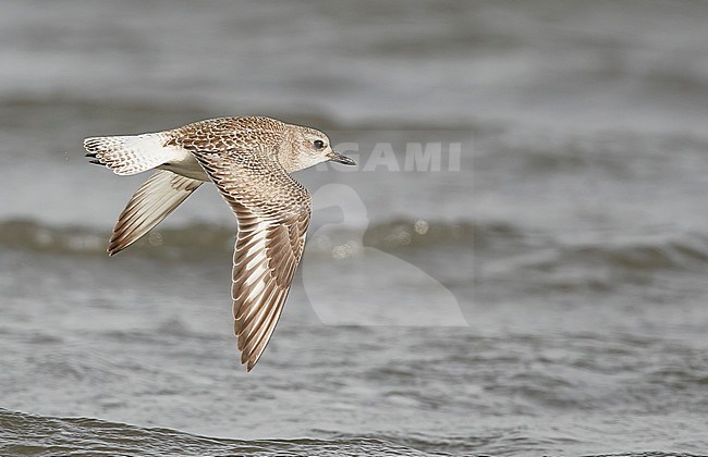 2cy (Adult Grey Plover (Pluvialis squatarola) on Happy Island China. stock-image by Agami/Markus Varesvuo,