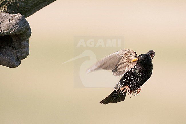 Spreeuw vliegend bij nest; Common Starling flying near nest stock-image by Agami/Marc Guyt,
