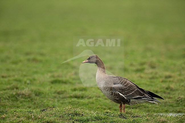 Long staying and over ten years old Taiga Bean Goose (Anser fabalis fabalis) in The Netherlands stock-image by Agami/Edwin Winkel,