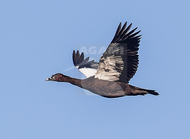 Male Muscovy Duck (Cairina moschata) in flight stock-image by Agami/Steve Howell,
