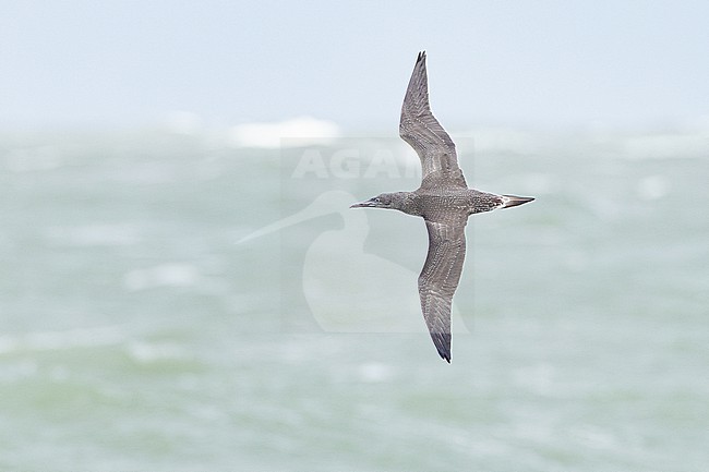  stock-image by Agami/Menno van Duijn,