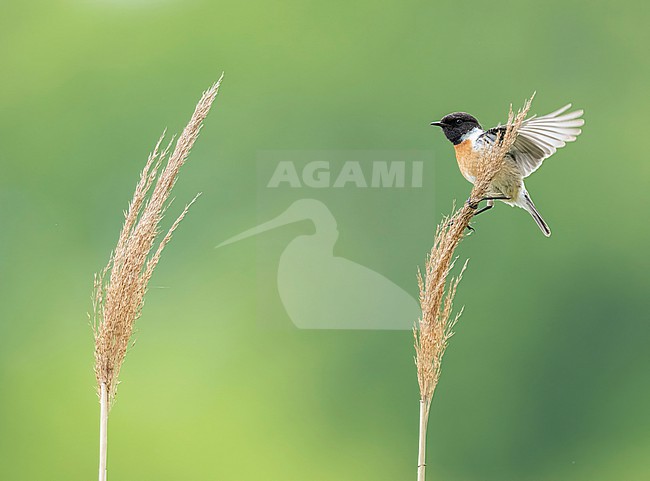  stock-image by Agami/Han Bouwmeester,