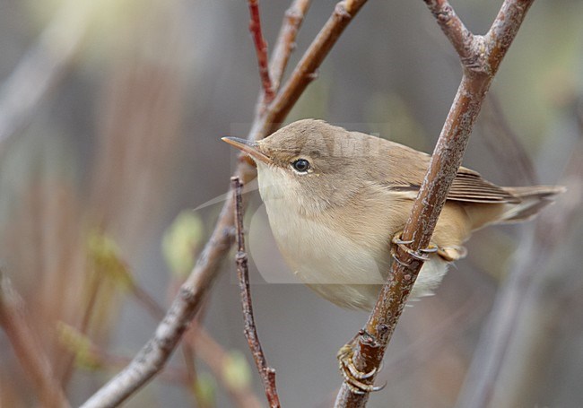 Bosrietzanger op tak; Marsh Warbler on branch stock-image by Agami/Markus Varesvuo,