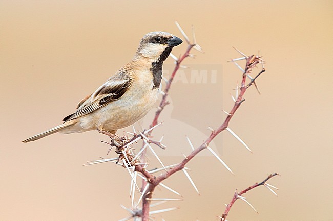Desert Sparrow (Passer simplex saharae), side view of an adult male perched in a bush stock-image by Agami/Daniele Occhiato,