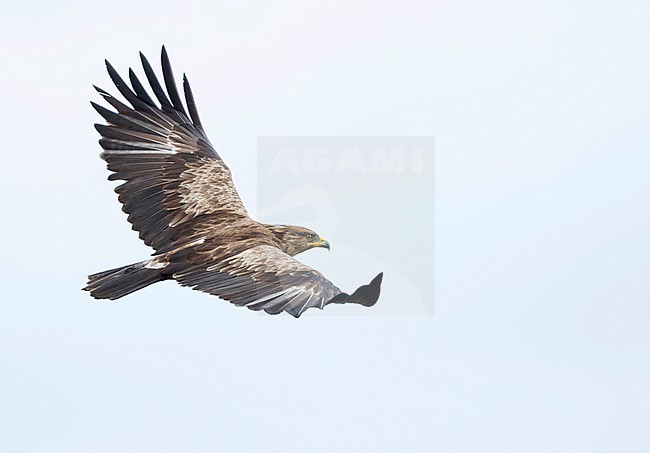Adult Lesser Spotted Eagle, Clanga pomarina, in Romania. stock-image by Agami/Ralph Martin,