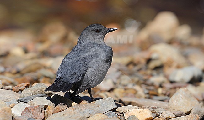 American Dipper  (Cinclus mexicanus) taken the 08/06/2022 at Nome - Alaska - USA stock-image by Agami/Aurélien Audevard,