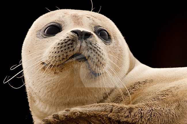 Gewone zeehond kop beeldvullend; Harbour Seal head close-up stock-image by Agami/Menno van Duijn,
