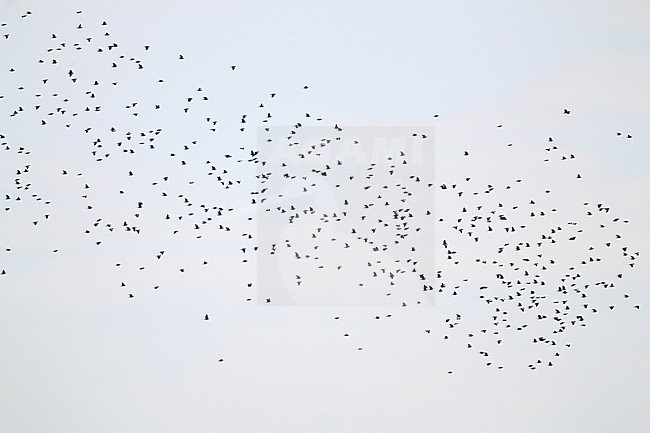 Big migrating flock of Common Wood Pigeons (Columba palumbus) over inland site in the Netherlands stock-image by Agami/Ran Schols,