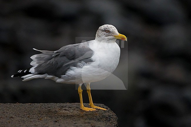 Geelpootmeeuw ssp atlantis; Azores Yellow-legged Gull stock-image by Agami/Daniele Occhiato,