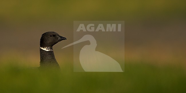 Rotgans in gras, Dark-bellied Brent Goose in gras stock-image by Agami/Danny Green,