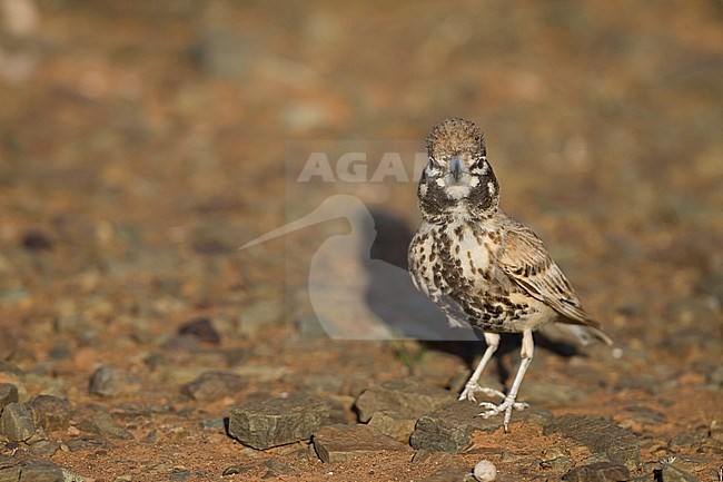 Thick-billed Lark - Knackerlerche - Rhamphocory clotbey, Morocco, male stock-image by Agami/Ralph Martin,