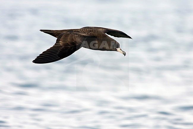 Australische Grote Pijlstormvogel; Flesh-footed Shearwater; Ardenna carneipes stock-image by Agami/Martijn Verdoes,