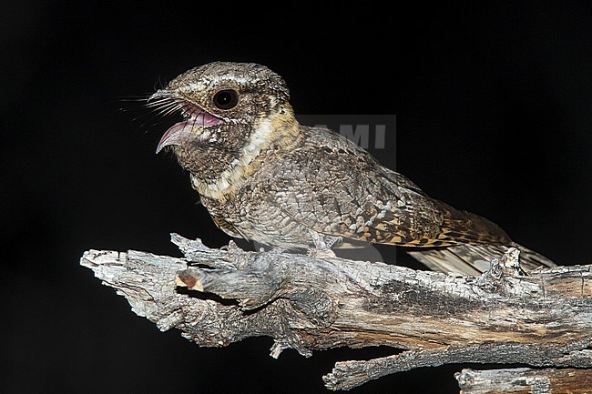 Adult male
Pima Co., AZ
May 2014 stock-image by Agami/Brian E Small,