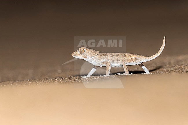 Helmeted Gecko (Tarentola chazaliae) walking in a sandy desert near Bir Gandouz, Western Sahara, Morocco. stock-image by Agami/Vincent Legrand,