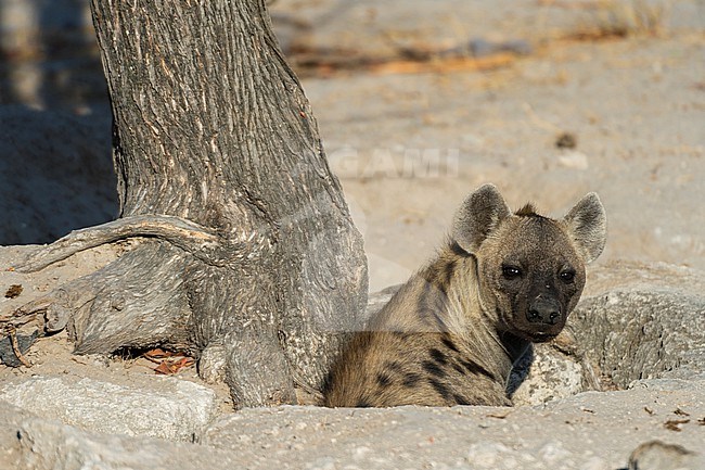 A spotted hyaena, Crocuta crocuta, at the den in Okavango Delta's Khwai concession. Botswana. stock-image by Agami/Sergio Pitamitz,