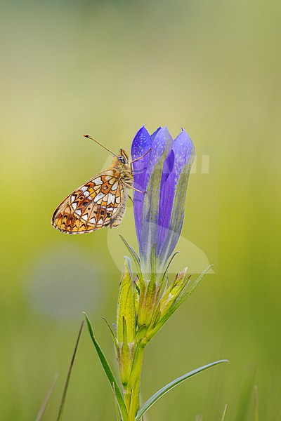 Zilveren maan; Small Pearl-bordered Fritillary stock-image by Agami/Wil Leurs,