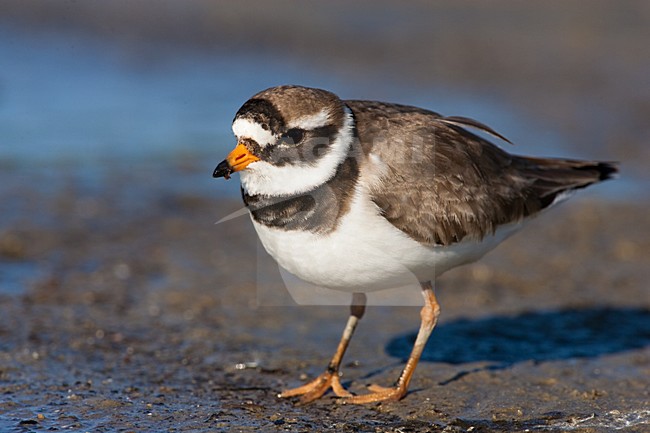 Adulte Bontbekplevier, Adult Common Ringed Plover stock-image by Agami/Menno van Duijn,