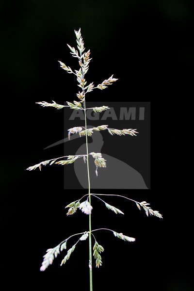 Rough Meadow-grass stock-image by Agami/Wil Leurs,