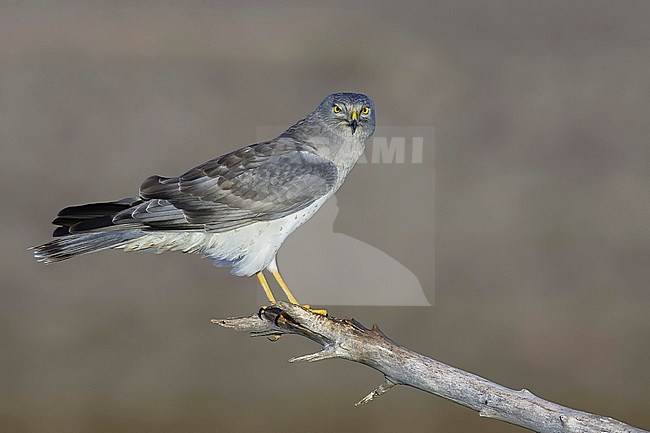Adult male Northern Harrier, Circus hudsonius, perched on a branch during late autumn.
Kern Co., California, USA. stock-image by Agami/Brian E Small,