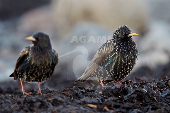 Volwassen Spreeuw, Adult Common Starling stock-image by Agami/Markus Varesvuo,