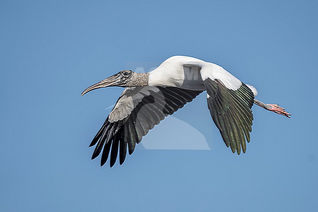 Wood Stork (Mycteria americana) in Florida USA. stock-image by Agami/Marcel Burkhardt,