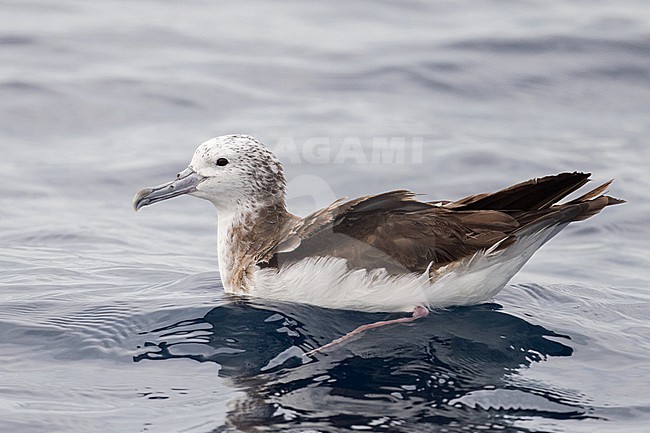Streaked Shearwater (Calonectris leucomelas) off Ogasawara, Tokyo, Japan. Swimming at sea. stock-image by Agami/Yann Muzika,