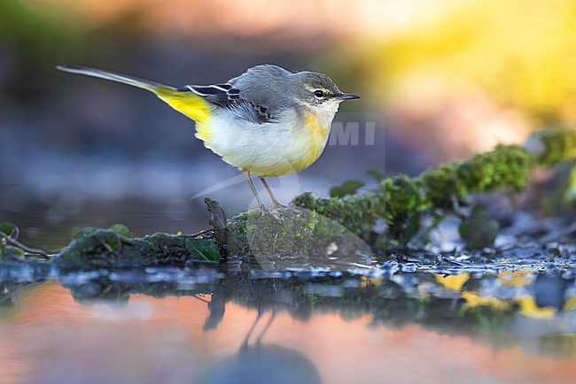 Grey Wagtail (Motacilla cinerea) in Italy. stock-image by Agami/Daniele Occhiato,