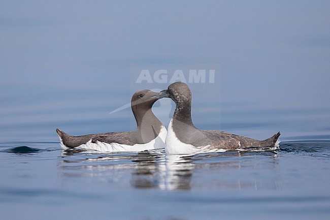 Two Common Murres (Uria aalge) interacting, sitting on the water, with a blue background in Brittany, France. stock-image by Agami/Sylvain Reyt,