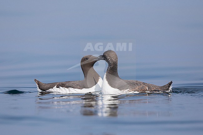 Two Common Murres (Uria aalge) interacting, sitting on the water, with a blue background in Brittany, France. stock-image by Agami/Sylvain Reyt,