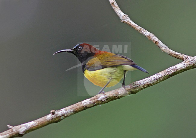 Roodnekhoningzuiger, Maroon-naped Sunbird, Aethopyga guimarasensis stock-image by Agami/Pete Morris,