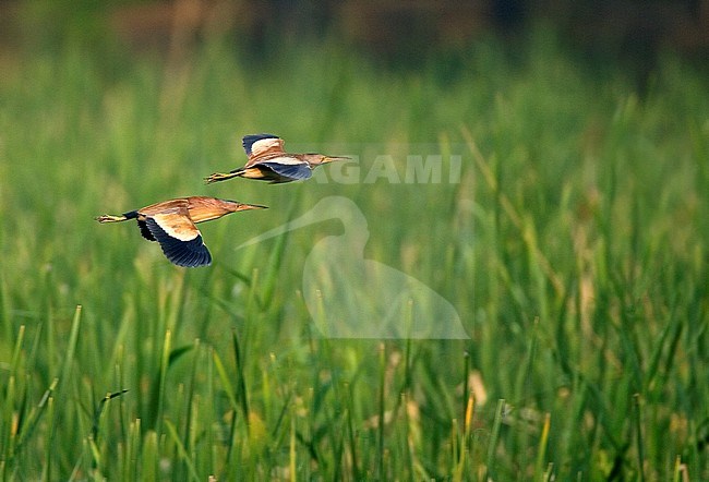 Yellow Bittern (Ixobrychus sinensis) flying over marsh on east coast of China. stock-image by Agami/Bas van den Boogaard,