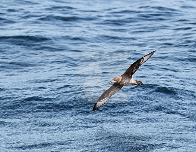 Solanders stormvogel in vlucht, Providence petrel in flight stock-image by Agami/Roy de Haas,
