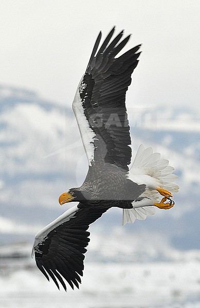 The Steller's Sea Eagle (Haliaeetus pelagicus) is one of the most impressive birds on our planet. It breeds in eastern Russia and winters in Russia, Korea and Japan. This photo is taken at Hokkaido, Japan, where large flocks of birds feed off the floating ice. stock-image by Agami/Eduard Sangster,