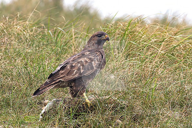 A Common buzzard (Buteo buteo) is seen eating a rabbit it has killed in the dunes of Texel. stock-image by Agami/Jacob Garvelink,