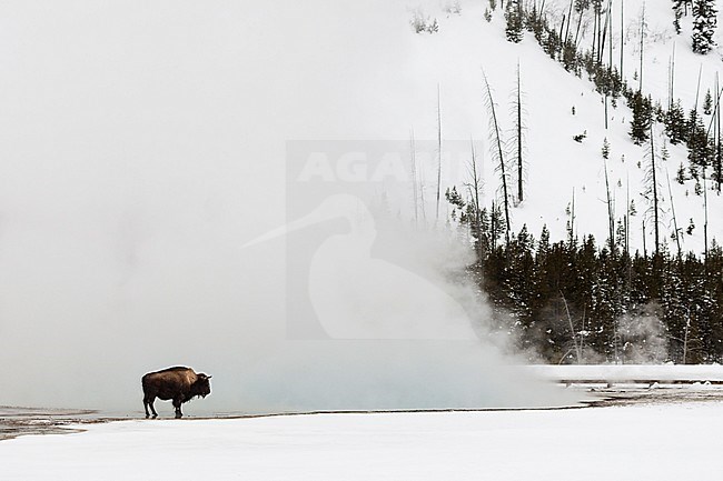 American Bison (Bison bison) standing near hotspring in Yellowstone National Park stock-image by Agami/Caroline Piek,