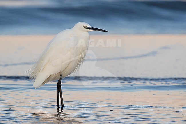 Little Egret (Egretta garzetta), side view of an adult standing on the shore, Campania, Italy stock-image by Agami/Saverio Gatto,
