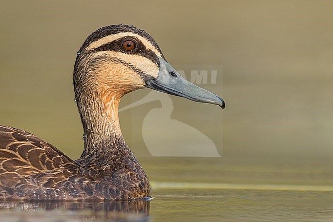Pacific Black Duck (Anas superciliosa) in a pond in Papua New Guinea stock-image by Agami/Dubi Shapiro,