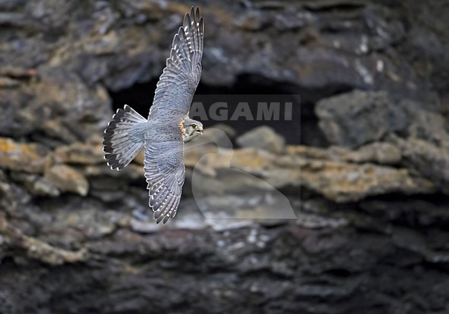 Merlin adult flying; Smelleken volwassen vliegend stock-image by Agami/Markus Varesvuo,