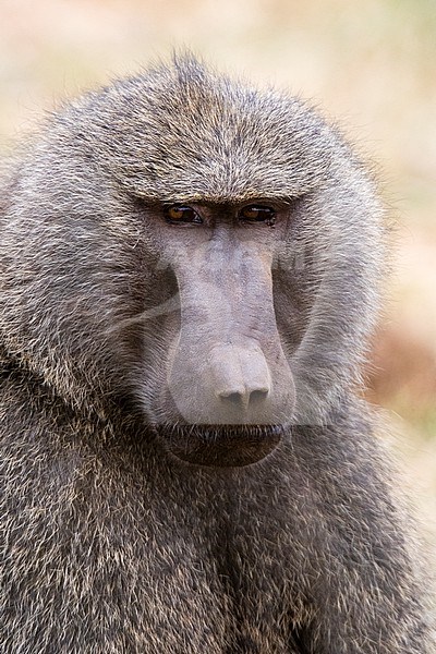 Portrait of an olive baboon, Papio anubis, Kalama Conservancy, Samburu, Kenya. Kenya. stock-image by Agami/Sergio Pitamitz,