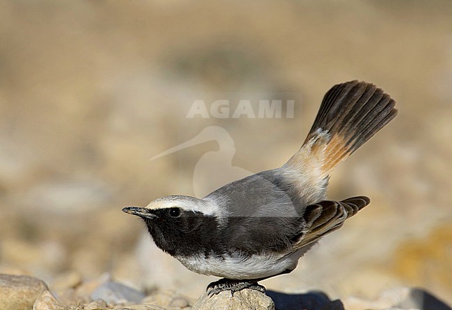 Male Red-rumped Wheatear, Oenanthe moesta, standing on the ground. Alert and ready to take off. stock-image by Agami/Daniele Occhiato,