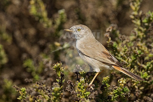 Asian Desert Warbler - WÃ¼stengrasmÃ¼cke - Sylvia nana, Oman stock-image by Agami/Ralph Martin,