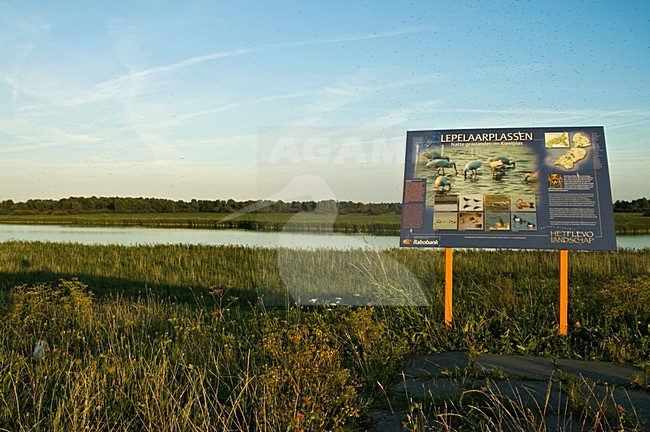 Lepelaarsplassen, Flevopolder, Nederland / Netherlands stock-image by Agami/Marc Guyt,