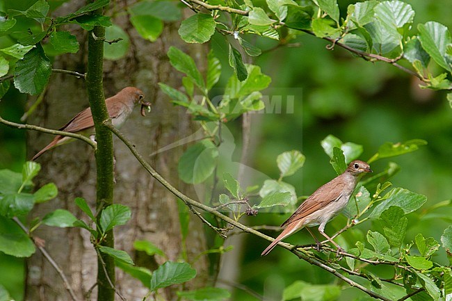 Pair of Common Nightingales (Luscinia megarhynchos) during spring in the coastal dunes of Berkheide, south of Katwijk aan Zee, the Netherlands. stock-image by Agami/Arnold Meijer,