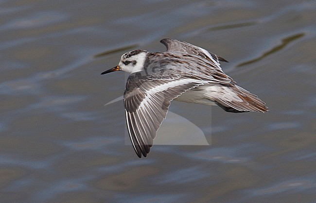 Eerste Winter Rosse Franjepoot in vlucht, First winter Red Phalarope in flight stock-image by Agami/Mike Danzenbaker,