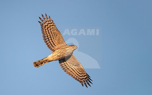 Juvenile Sharp-shinned Hawk (Accipiter striatus) in flight in Cape May, New Jersey, USA, during autumn migration. stock-image by Agami/Helge Sorensen,