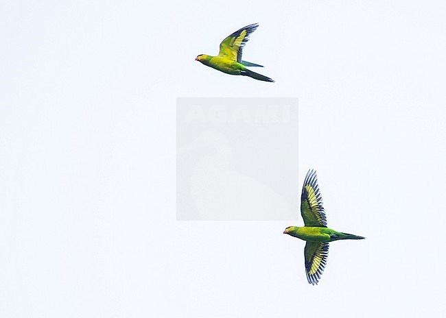 Olive-headed Lorikeets (Trichoglossus euteles) in flight showing underwing. stock-image by Agami/Lennart Verheuvel,