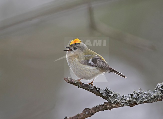 Goldcrest singing; Goudhaan zingend stock-image by Agami/Markus Varesvuo,