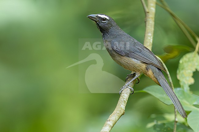 Cinnamon-bellied Saltator (Saltator grandis) Perched on a branch in El Salvador stock-image by Agami/Dubi Shapiro,