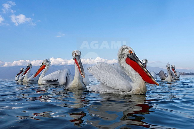 Dalmatian Pelican (Pelecanus crispus) in breeding plumage sitting on the water of lake Kerkini in Greece. stock-image by Agami/Marcel Burkhardt,
