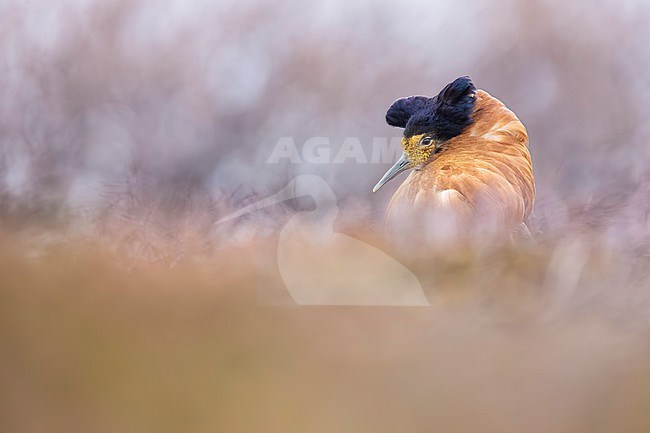 Adult male Ruff (Philomachus pugnax) in Norway. stock-image by Agami/Daniele Occhiato,